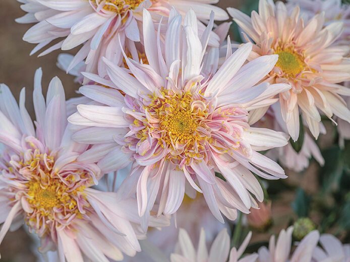 Chrysanthemum ‘Barbara Lambert’