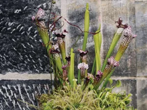 6 Carnivorous plants