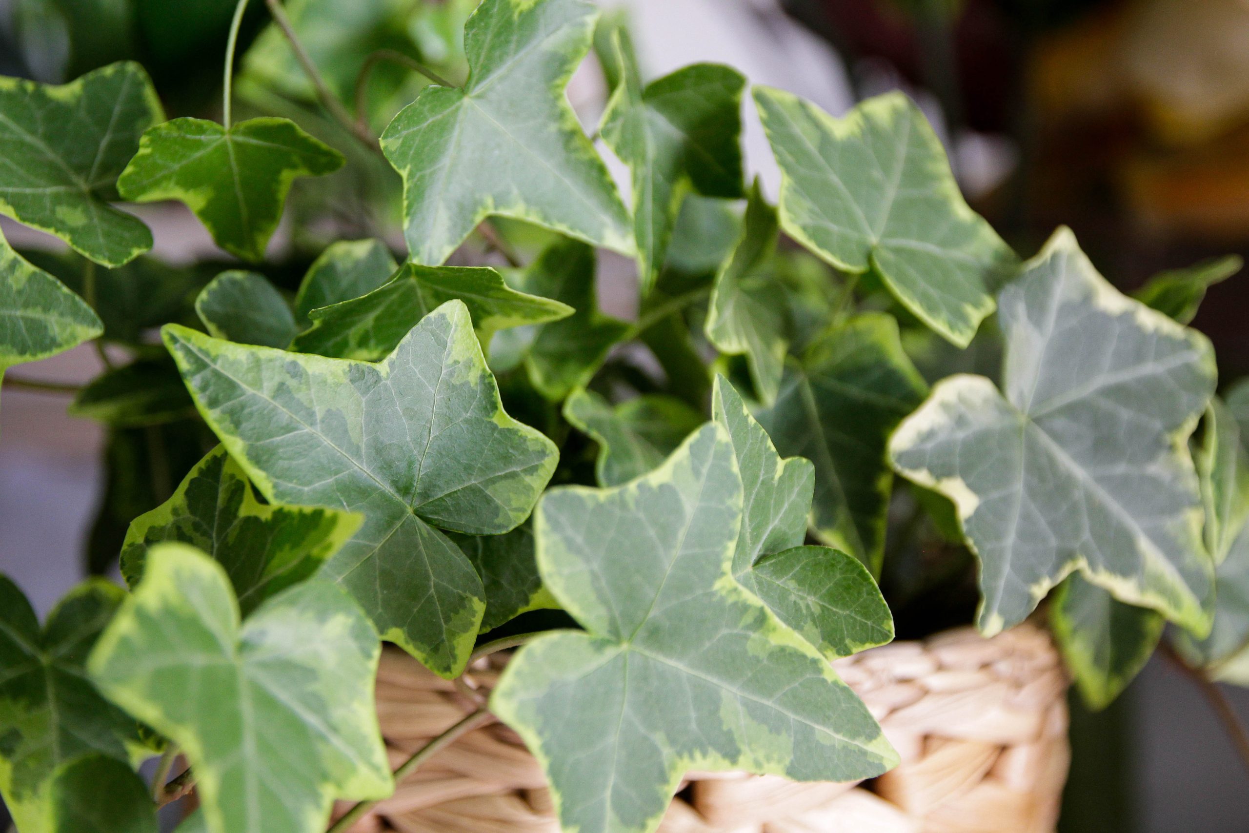 Ivy houseplant