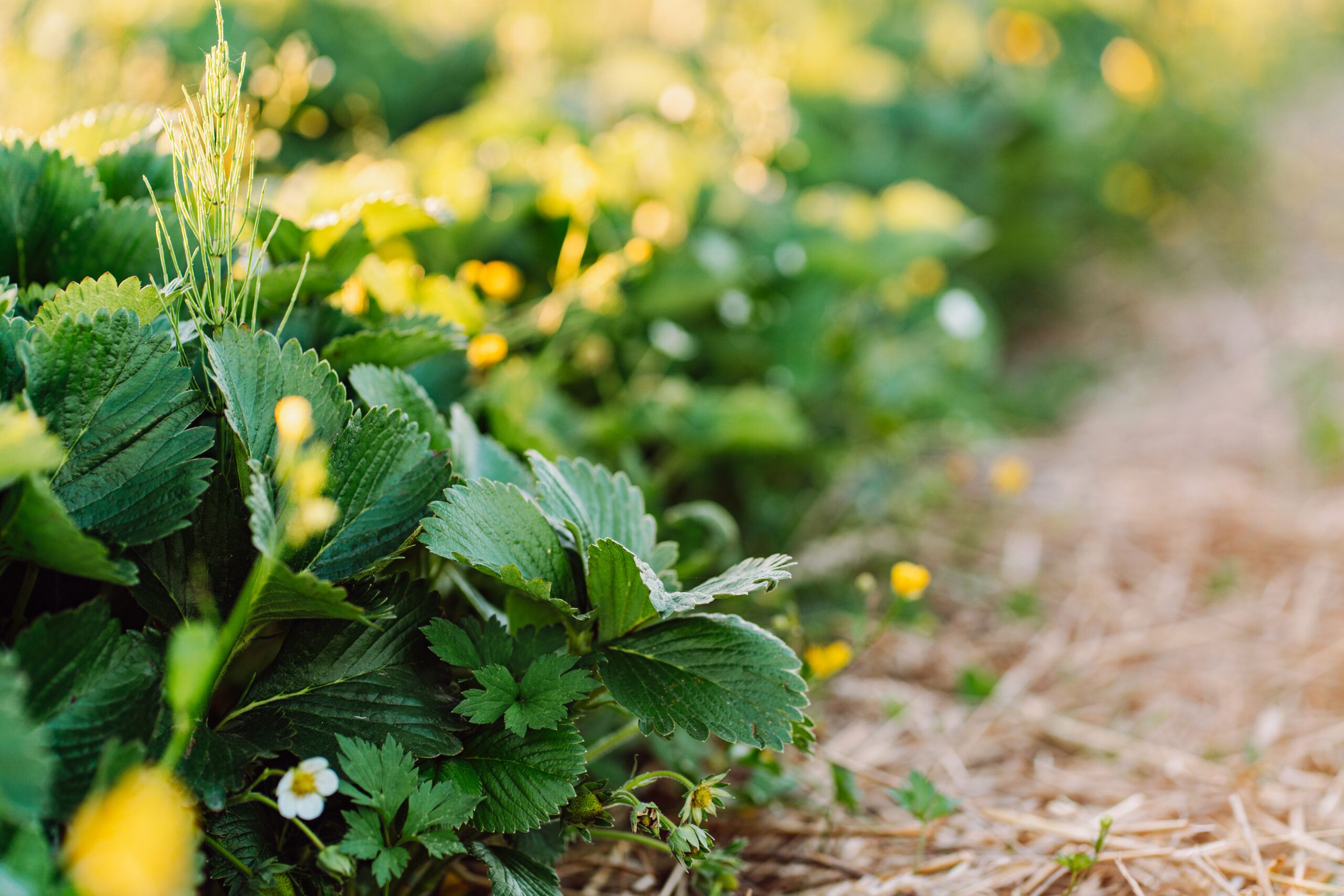 Strawberries are a good plant to look after in November