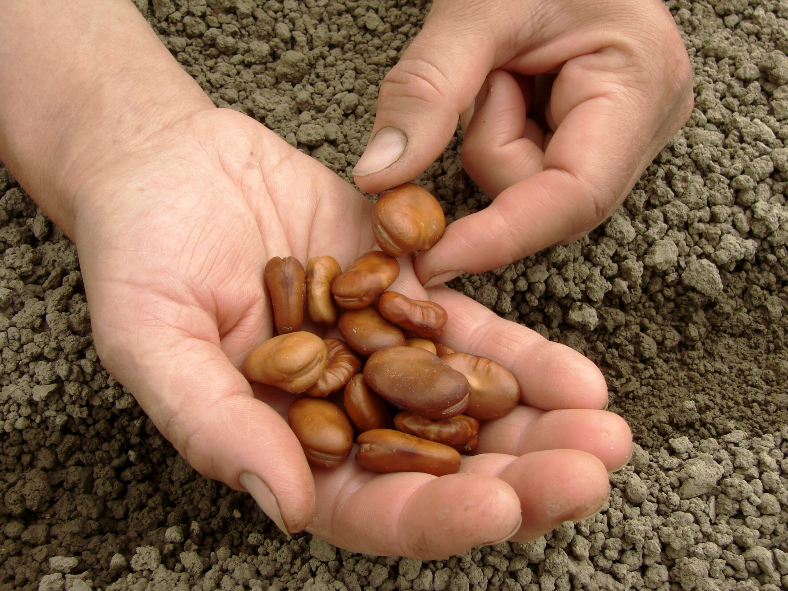 Broad bean sowing
