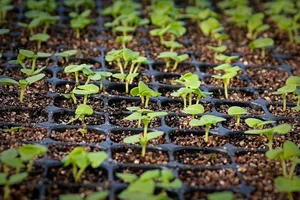 Microgreens growing Microgreens growing