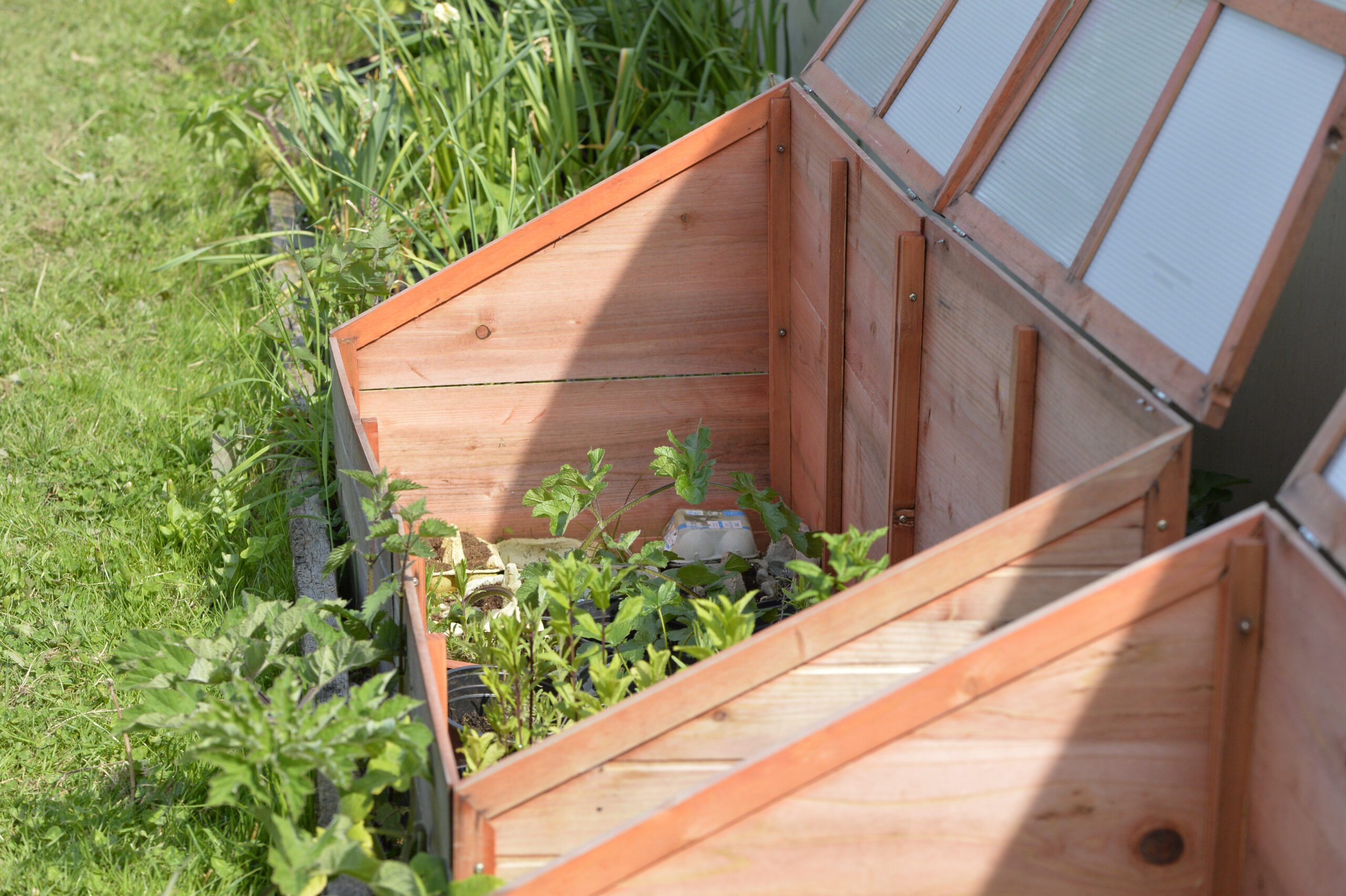 Plants growing in a coldframe