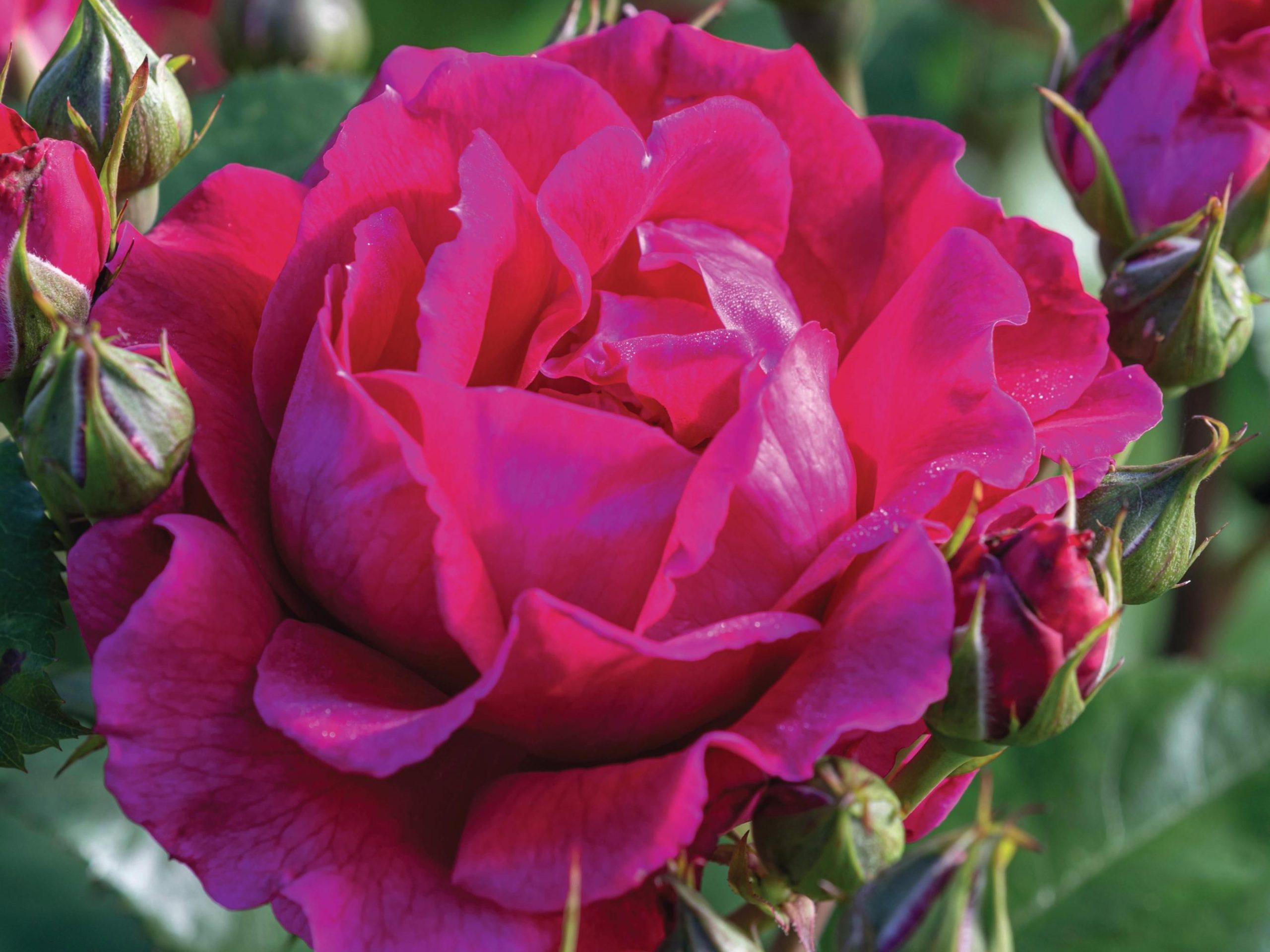 Pink flower