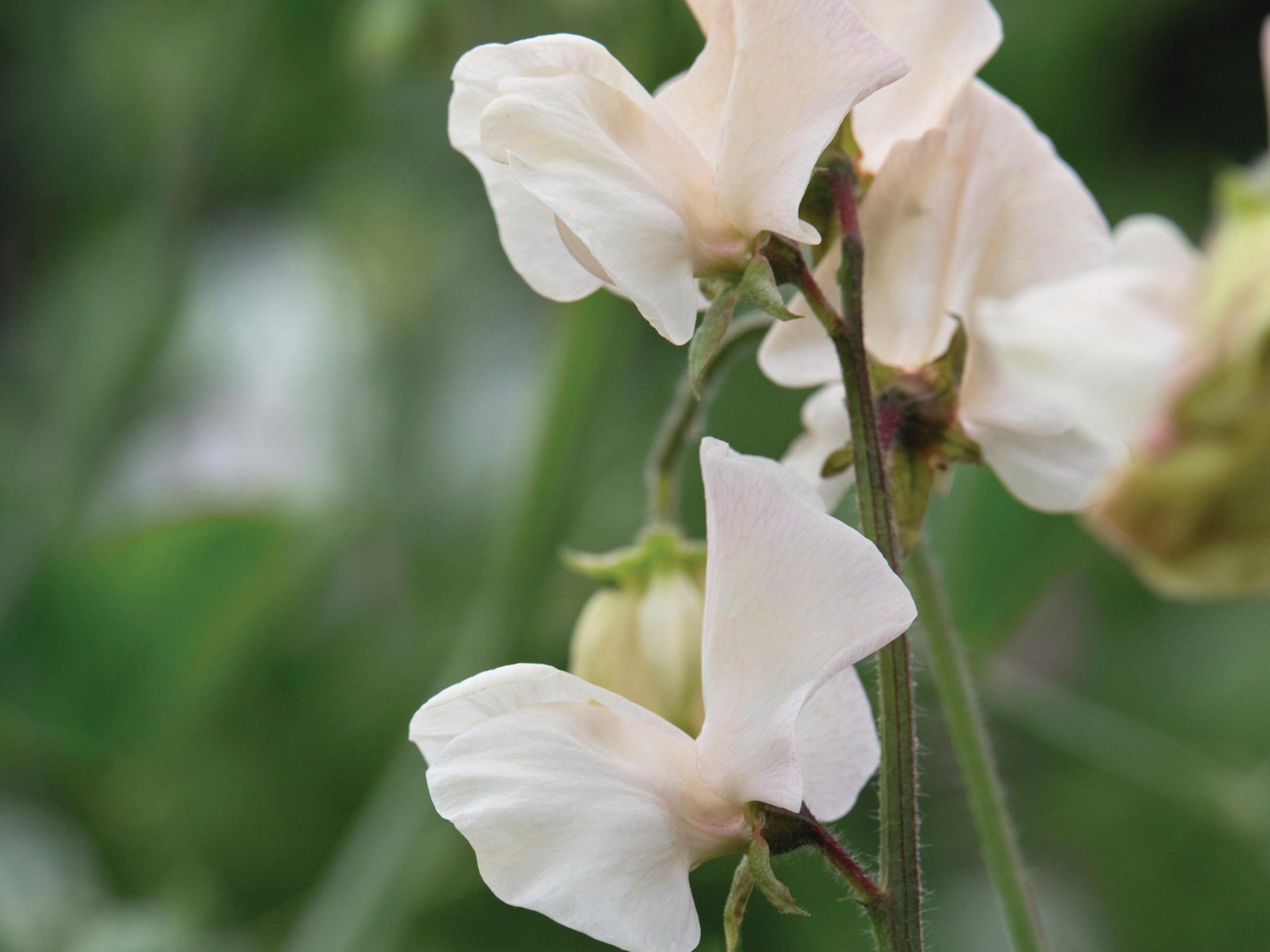 White flower