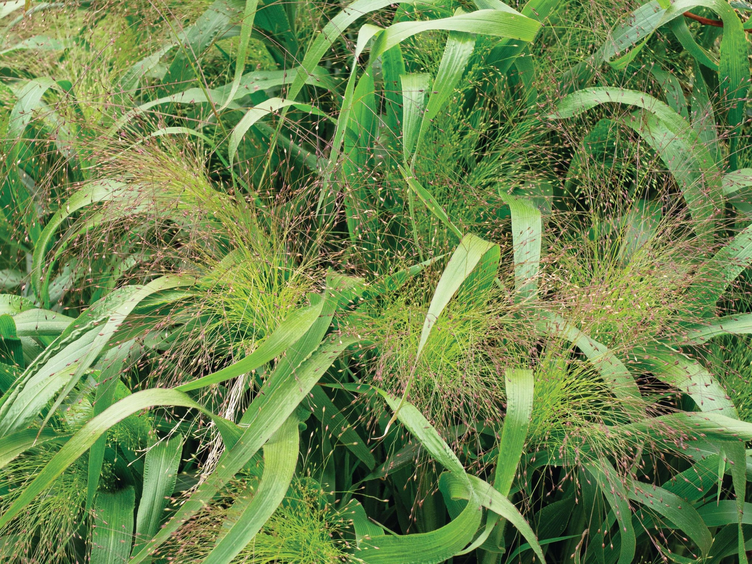 Panicum capillare ‘Frosted Explosion’