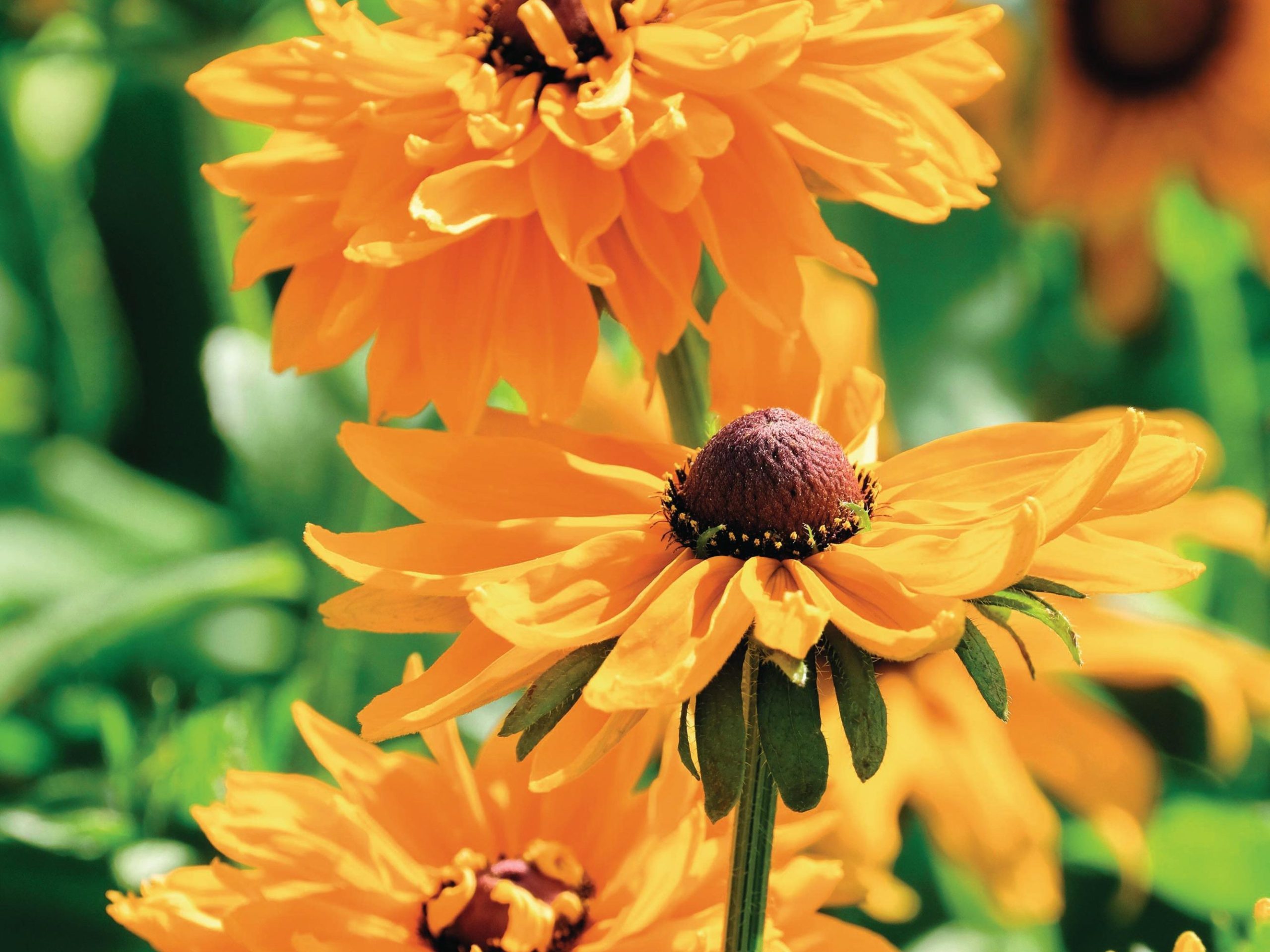 Rudbeckia hirta ‘Goldilocks’