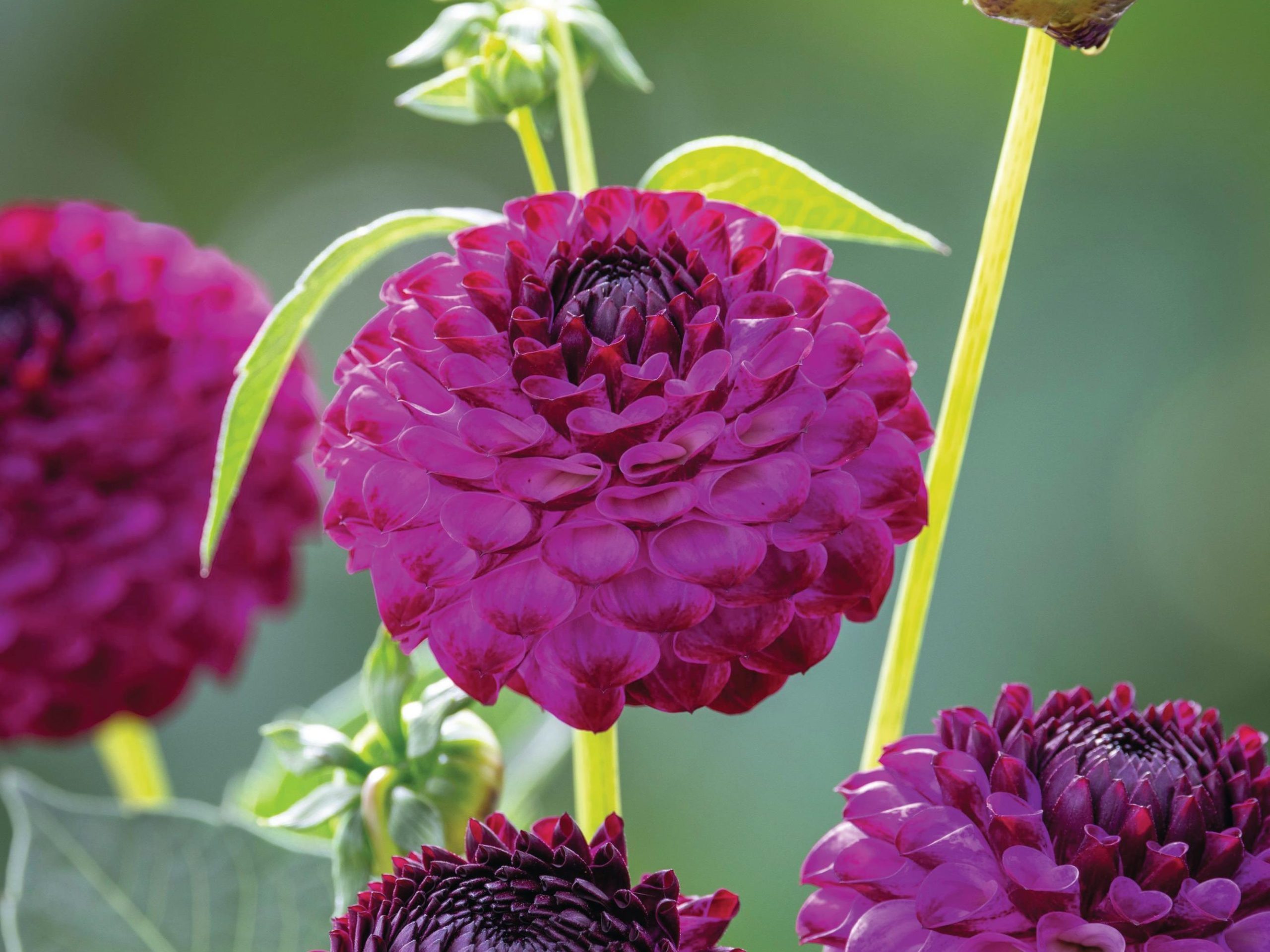 Purple flower