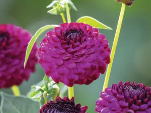 Dahlia ‘Downham Peggy’ Purple flower