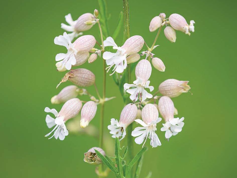 White flower