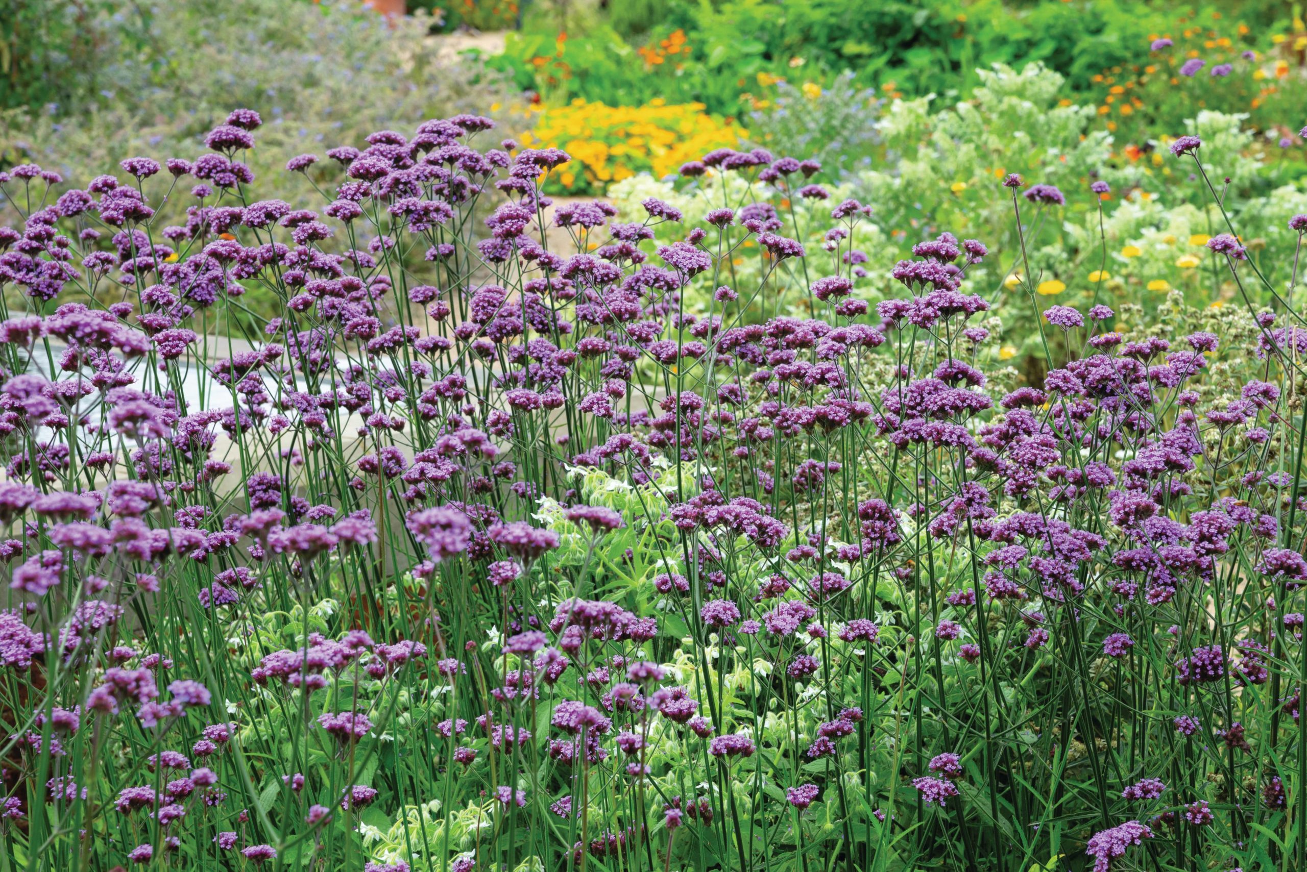 Purple flowers
