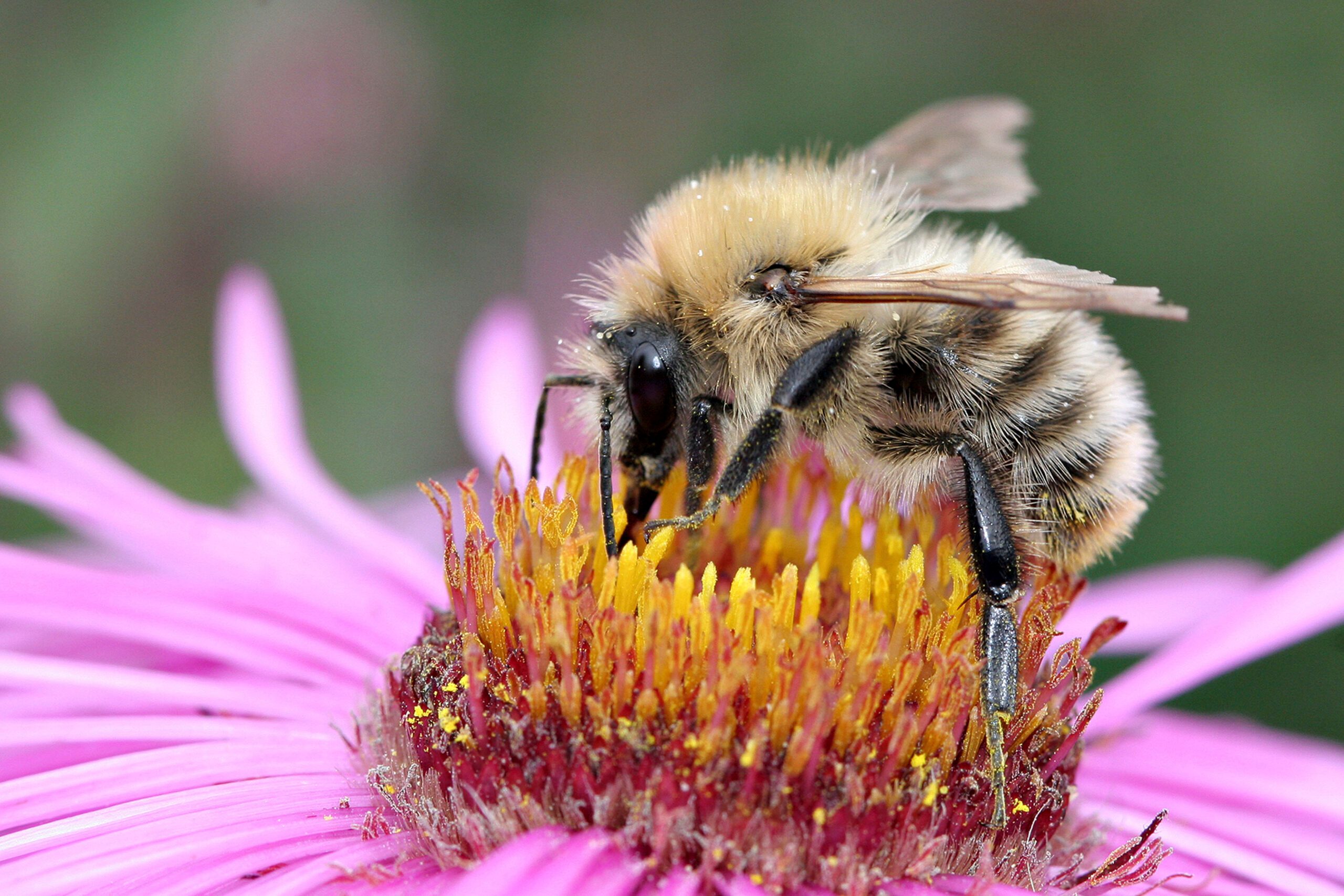 Common Carder Bee Common 