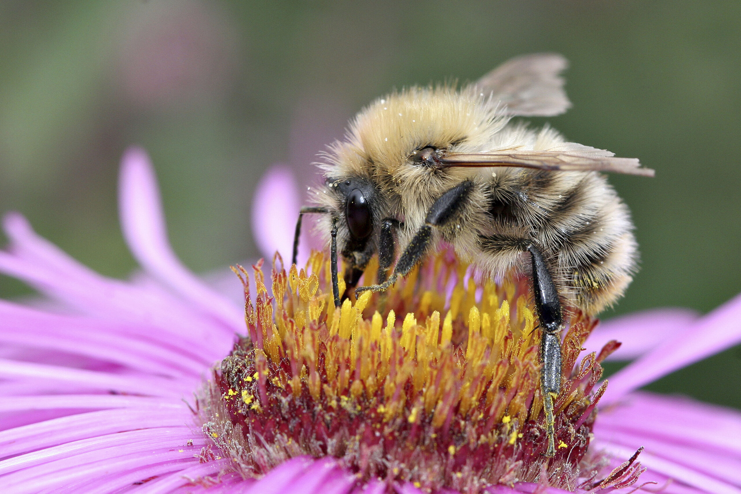 Common Carder Bee Common 