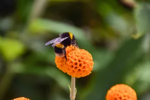 Bumblebee Bumblebee
