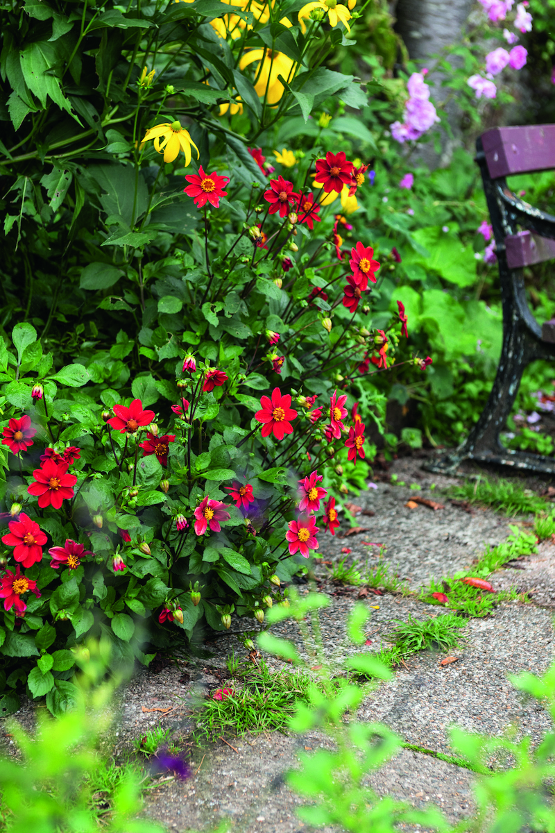 Dahlia ‘Topmix Red’, with Rudbeckia laciniata, continuing the garden’s fiery colour scheme