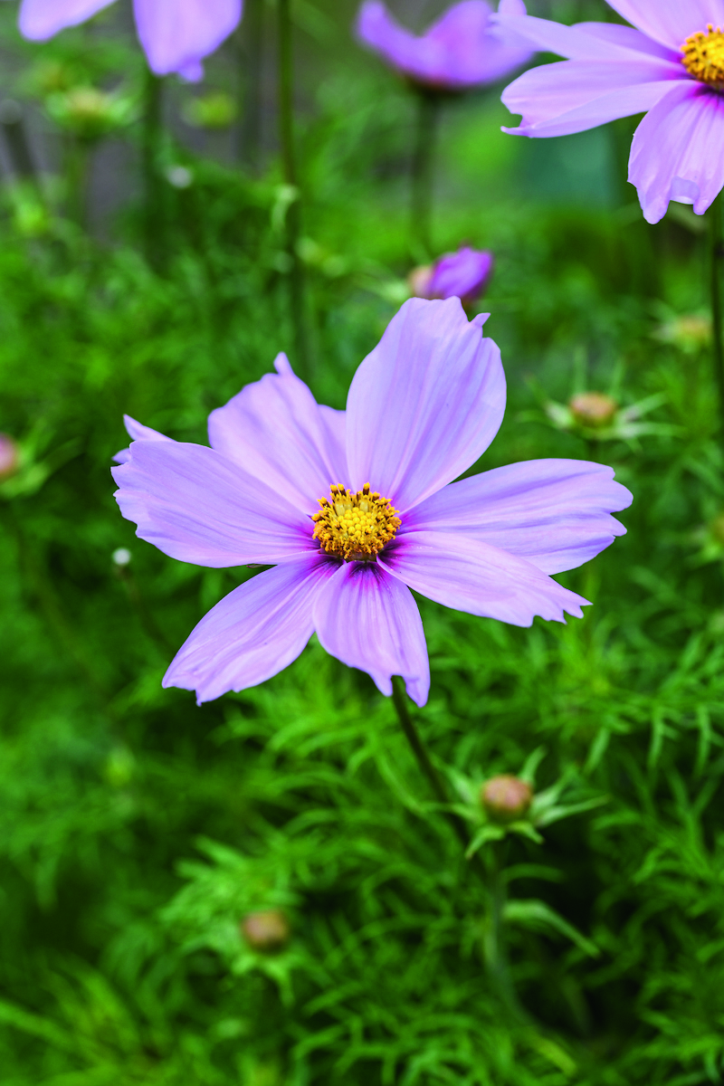 Cosmos are dotted through the garden to provide late-summer colour