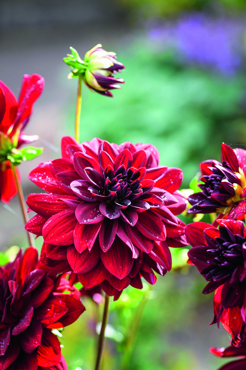 A deep-red strain of Dahlia ‘Sunset Mixed’ fits into the park’s rich and intense colour scheme
