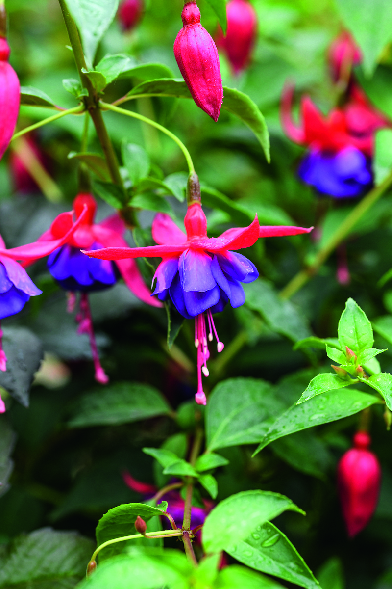 A transplanted fuchsia, donated by one of the street’s residents. Many of the plants are gifts from neighbours who love to use the garden