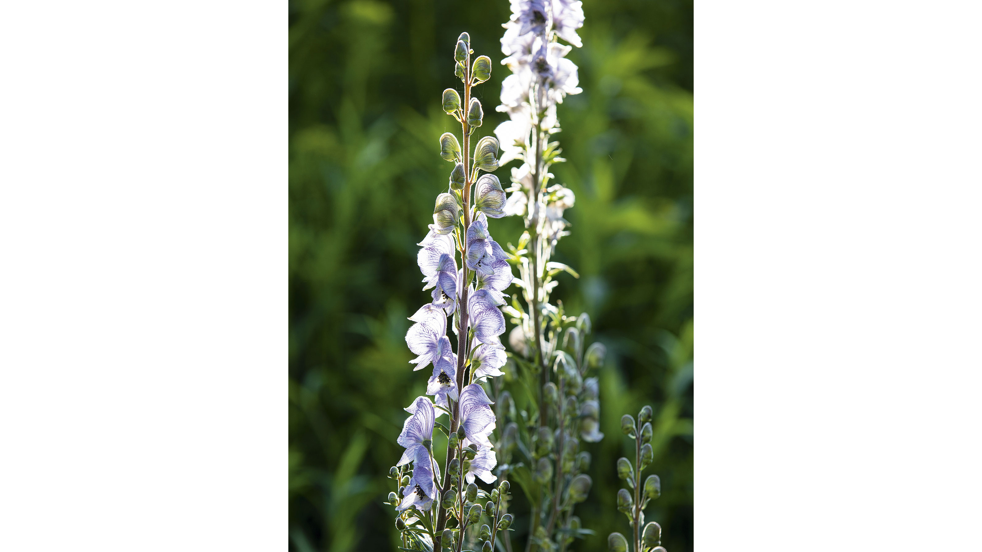 Aconitum ‘Stainless Steel’