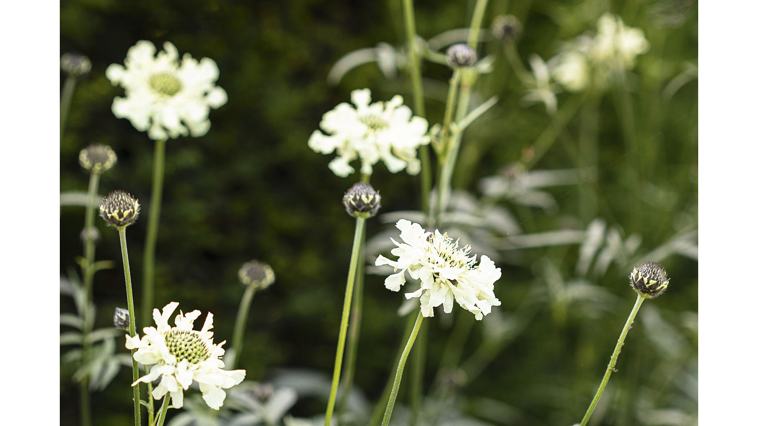 Cephalaria gigantea