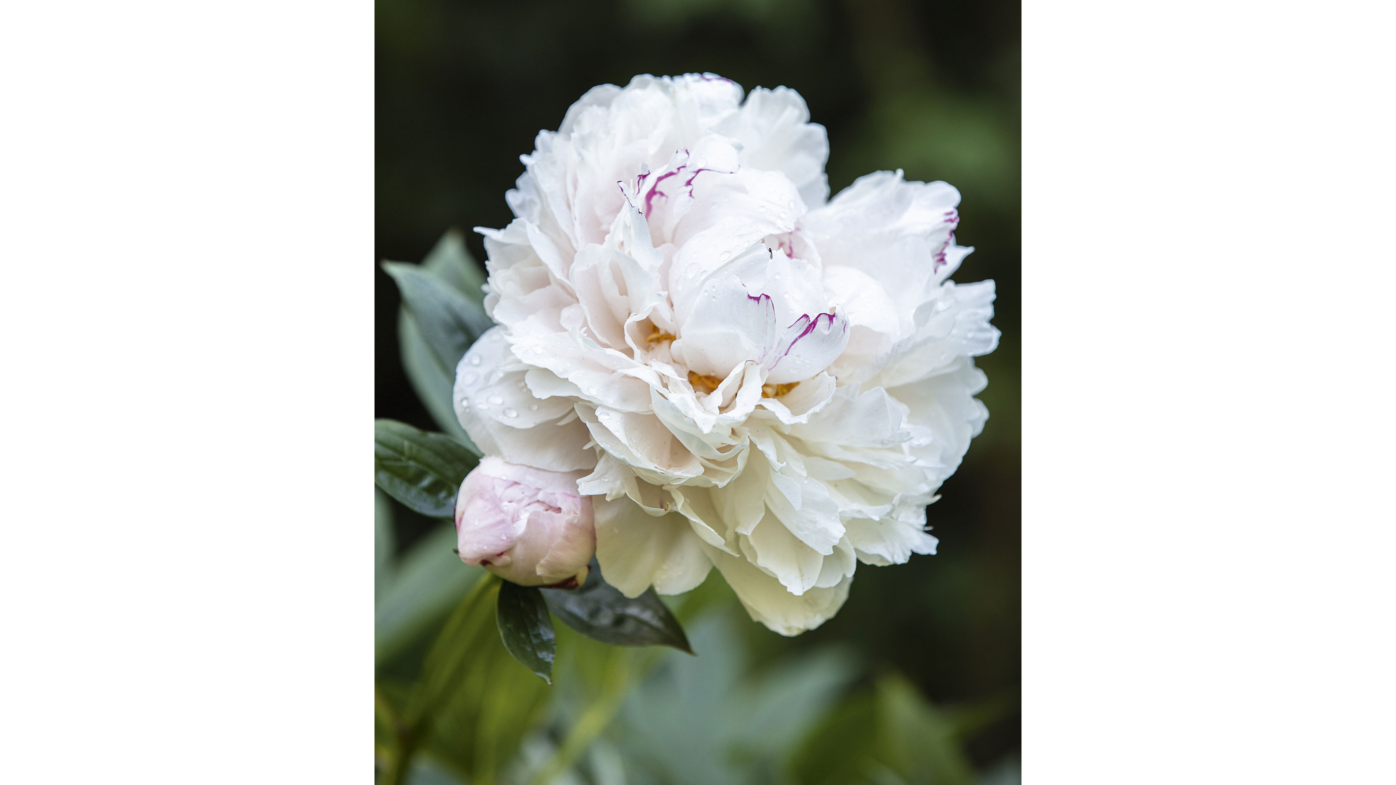 Paeonia lactiflora ‘Festiva Maxima’