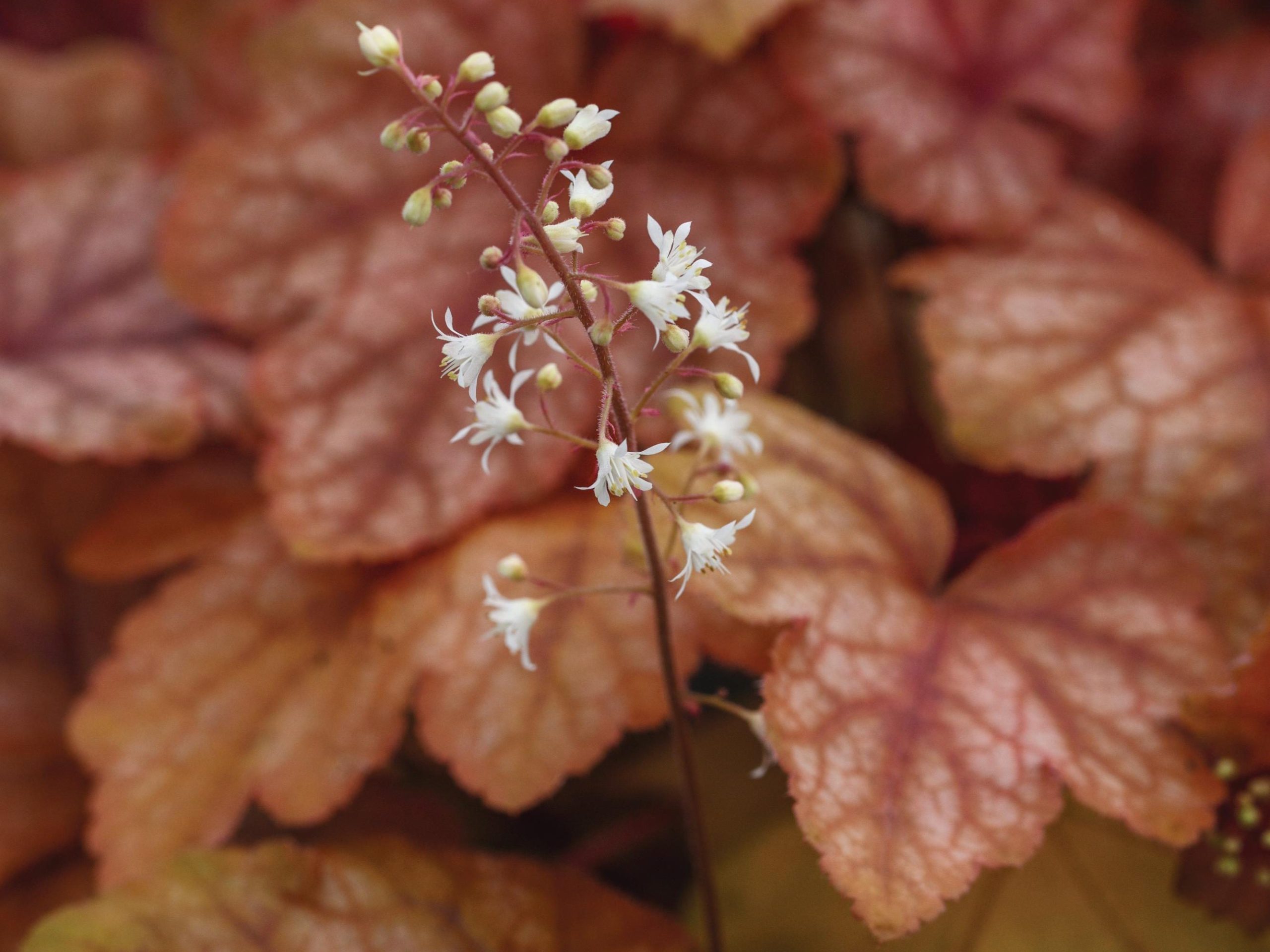 x Heucherella ‘Redstone Falls’