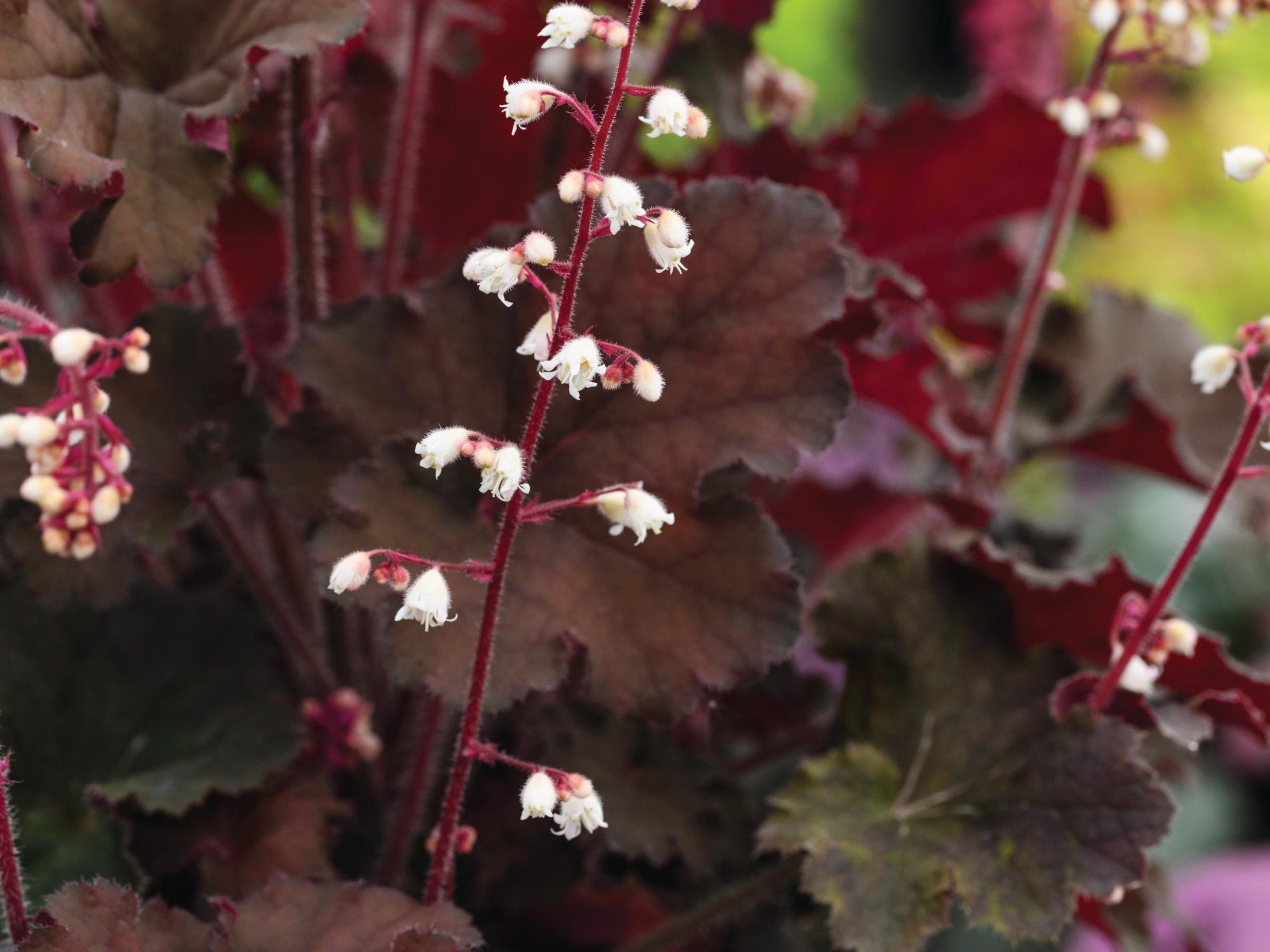 Heuchera Alfie (= ‘Gofie’)