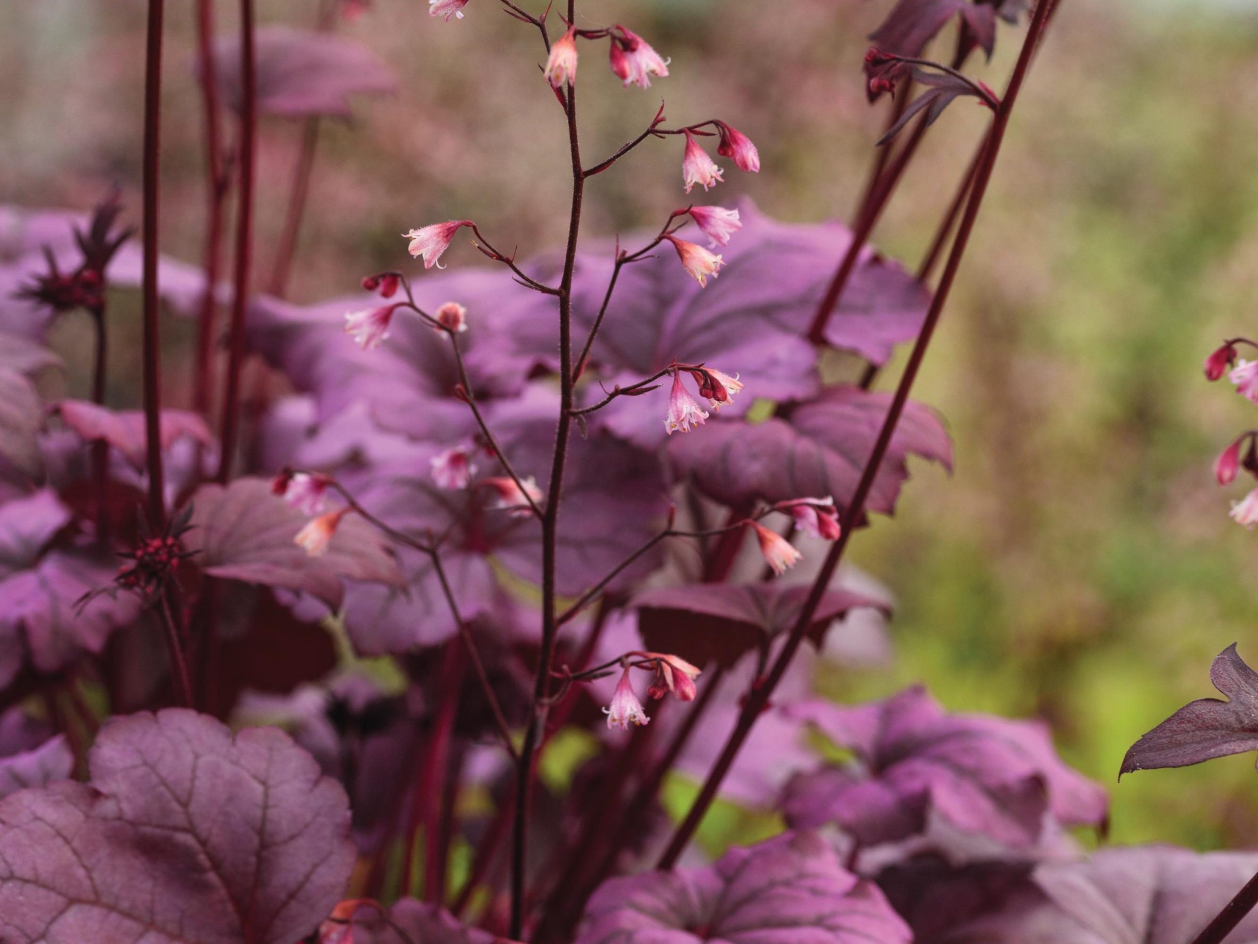 Heuchera ‘Pink Panther’