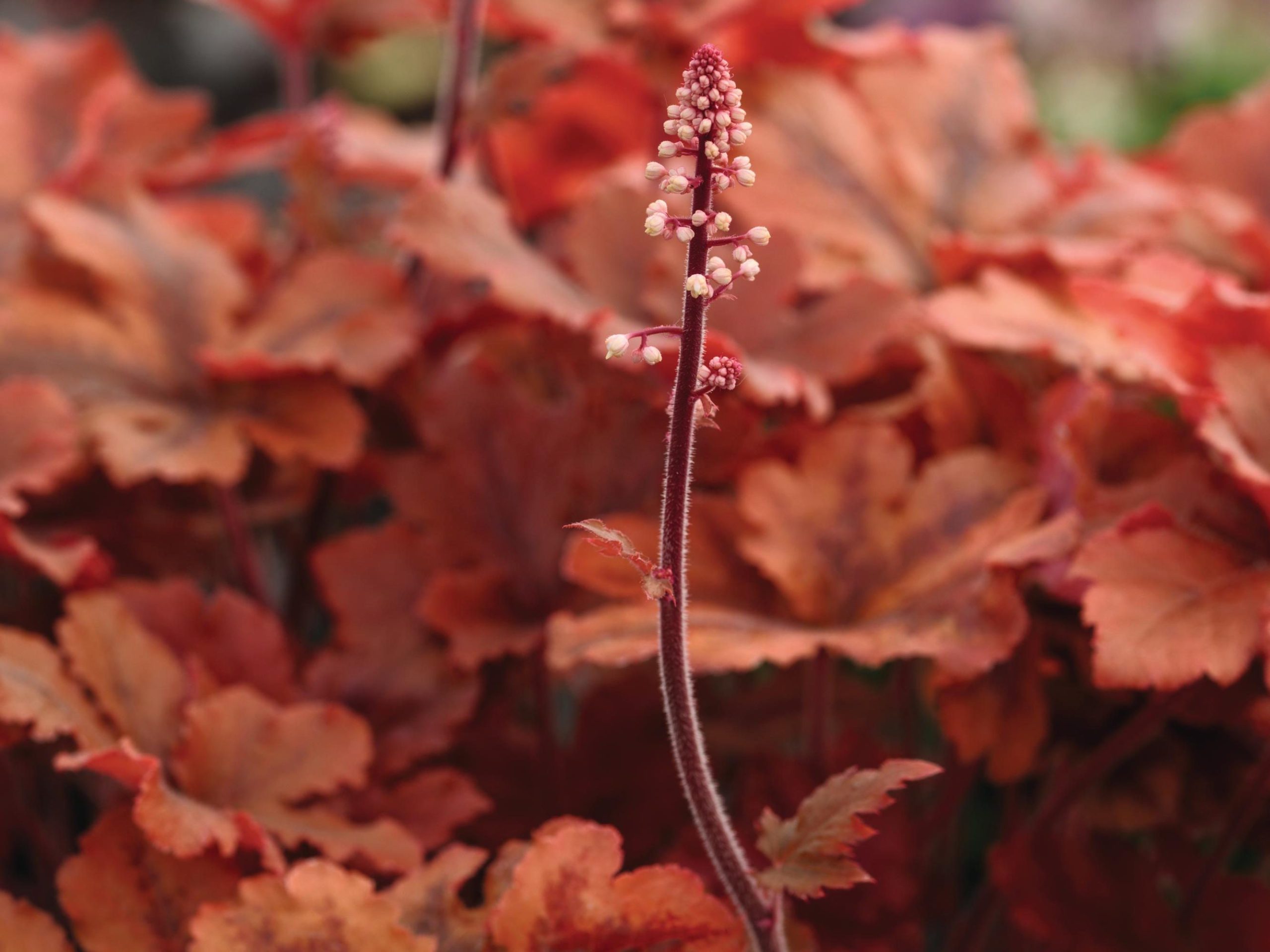 x Heucherella ‘Hopscotch’