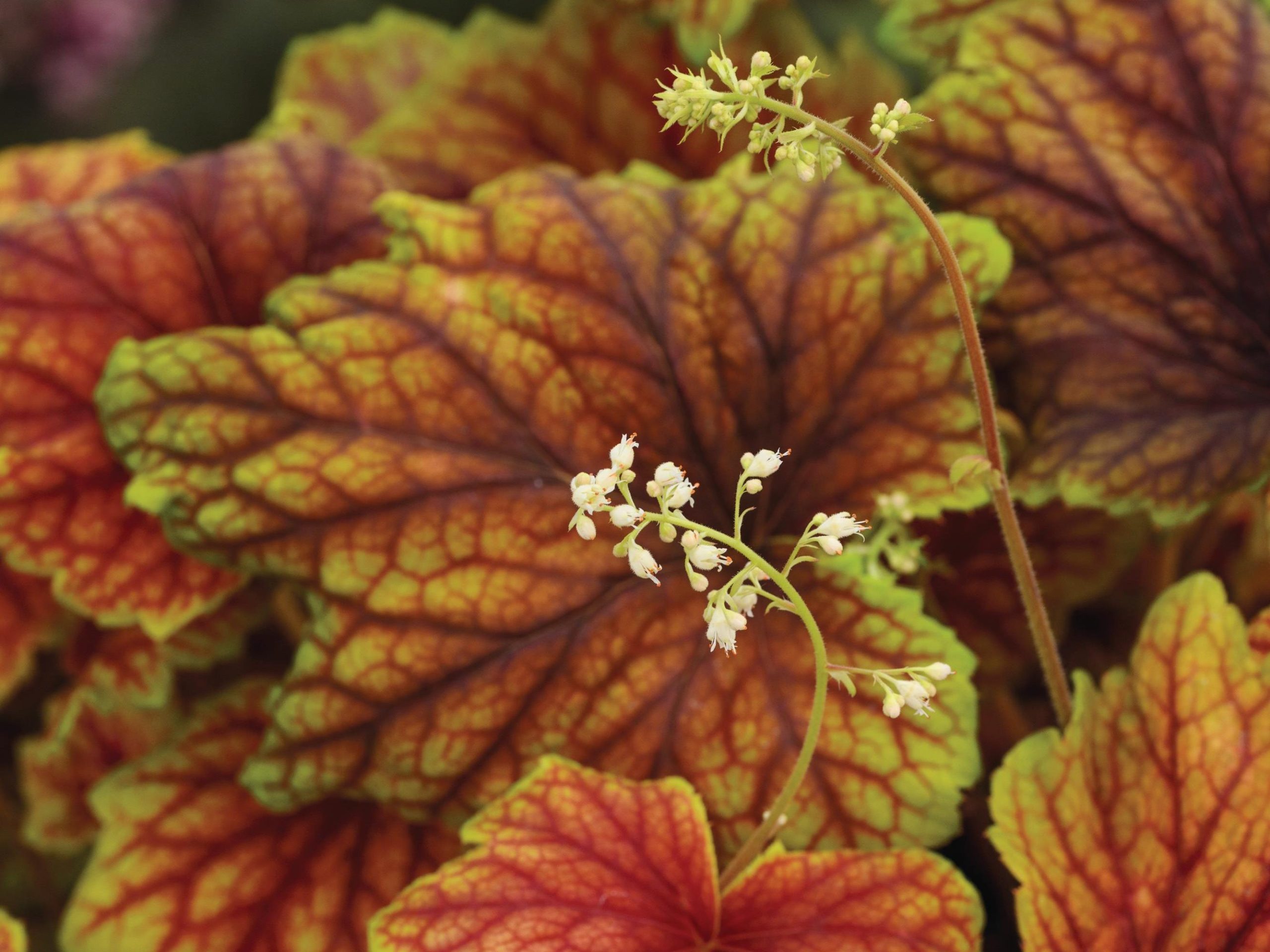 Heuchera ‘Red Lightning’