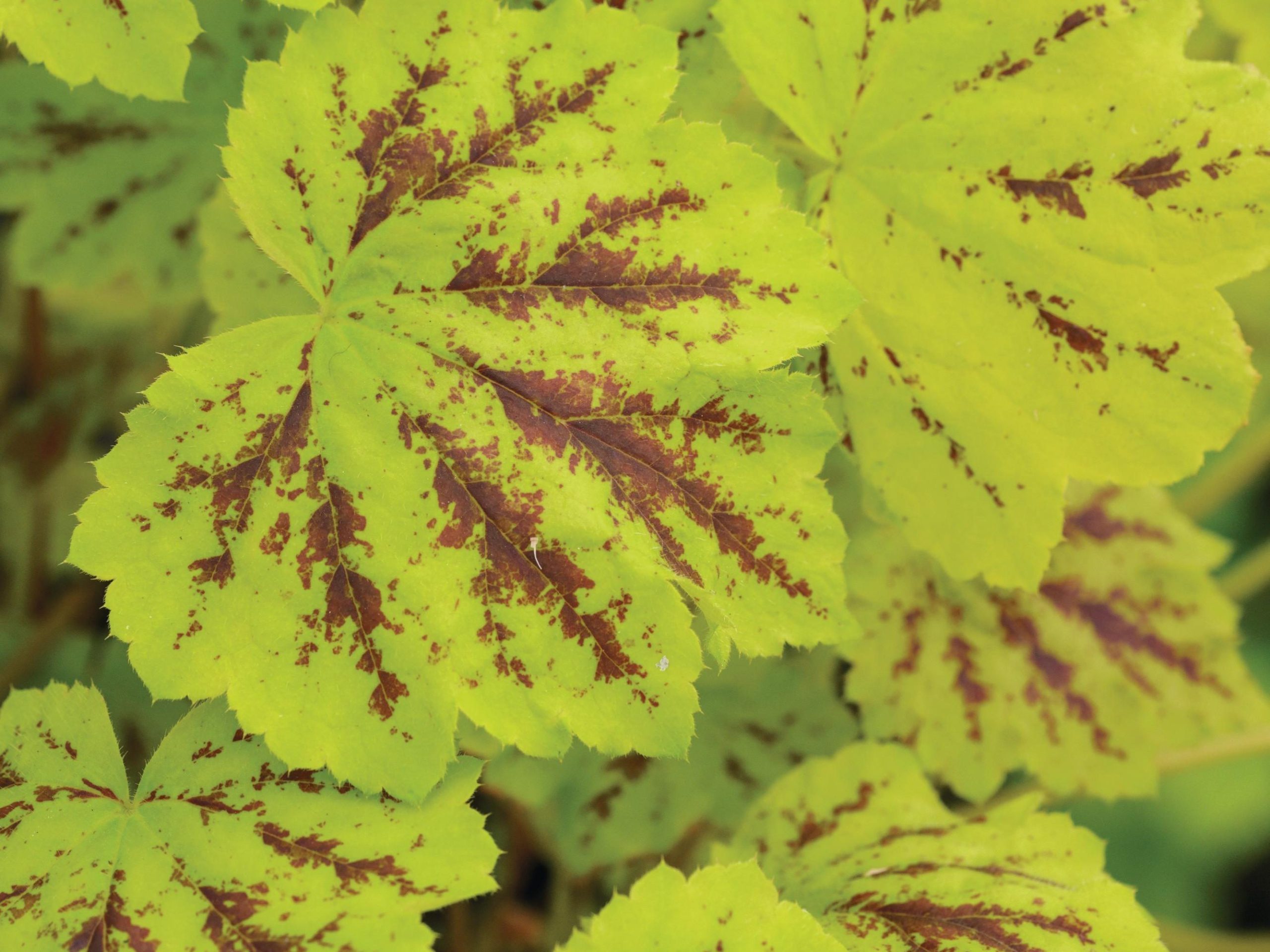 x Heucherella ‘Solar Power’