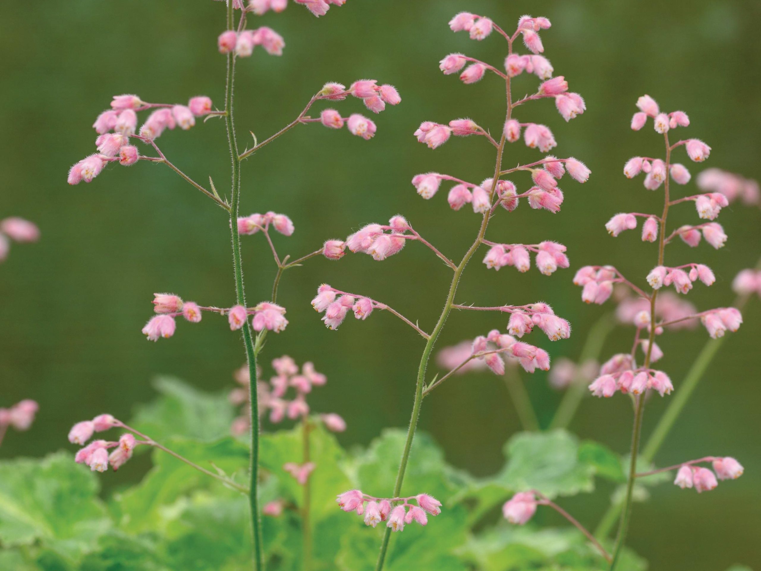 Heuchera ‘Strawberries and Cream’