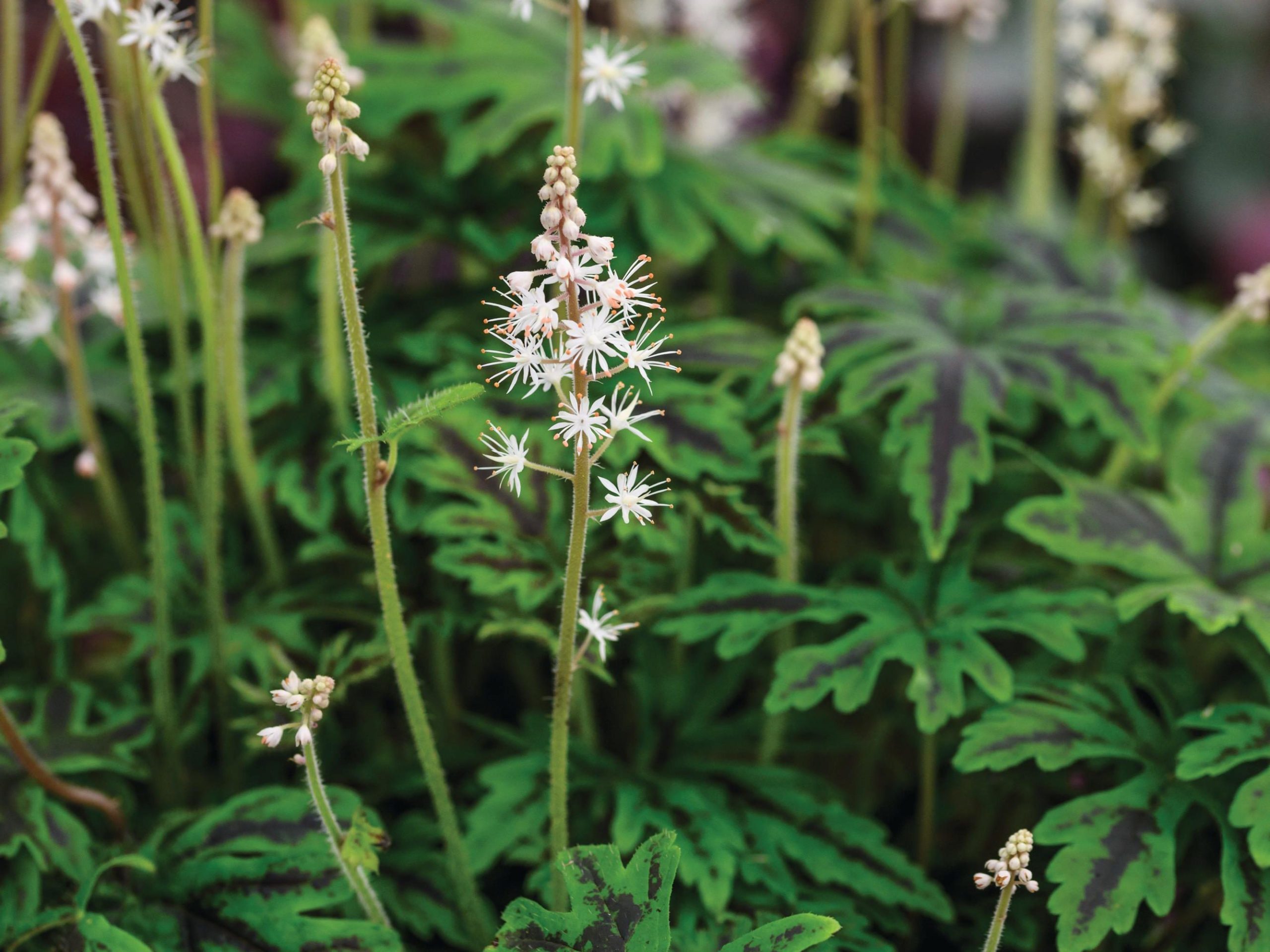 Tiarella ‘Emerald Ellie