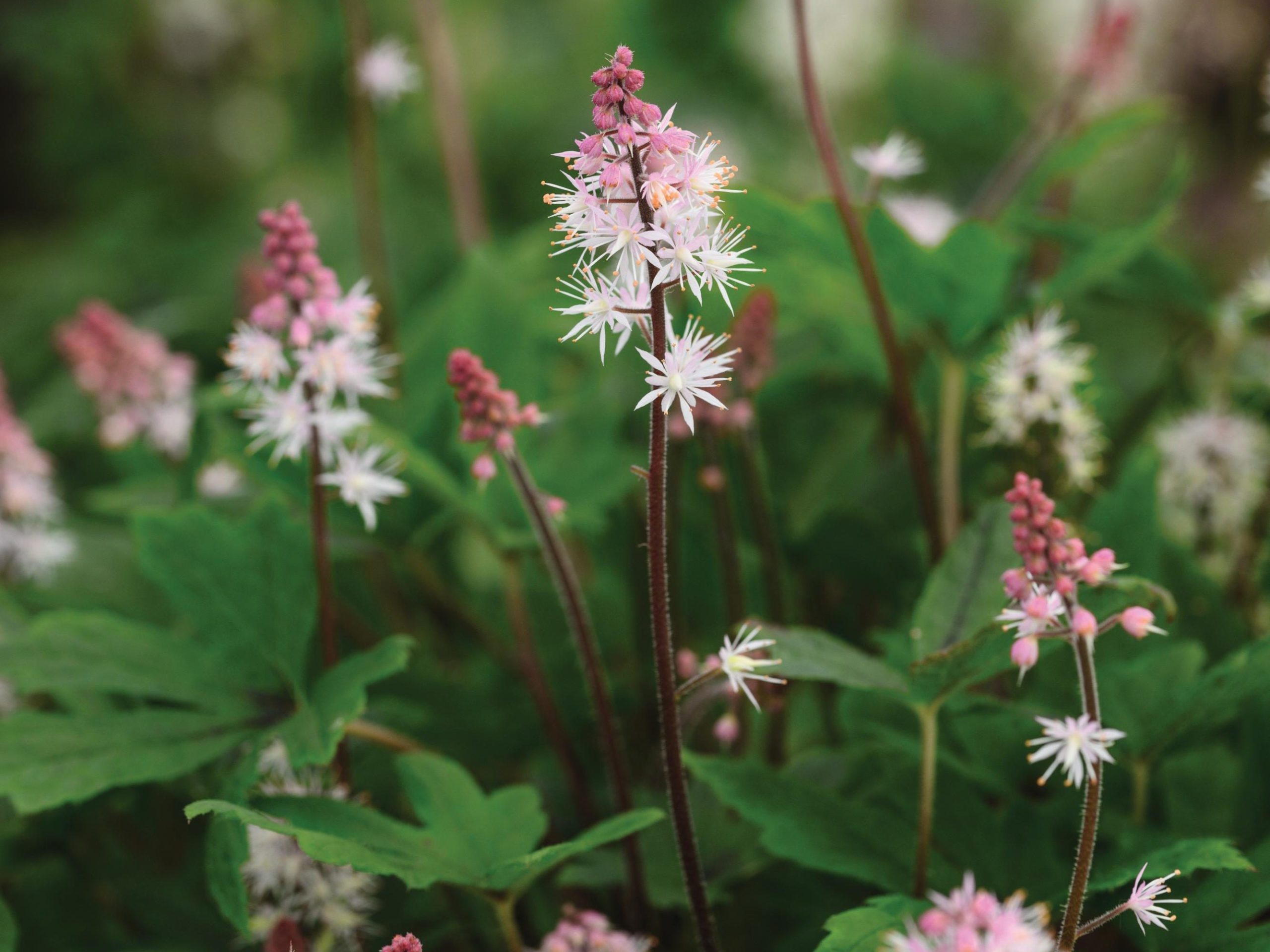 Tiarella Raspberry Sundae (= ‘Gosund’)