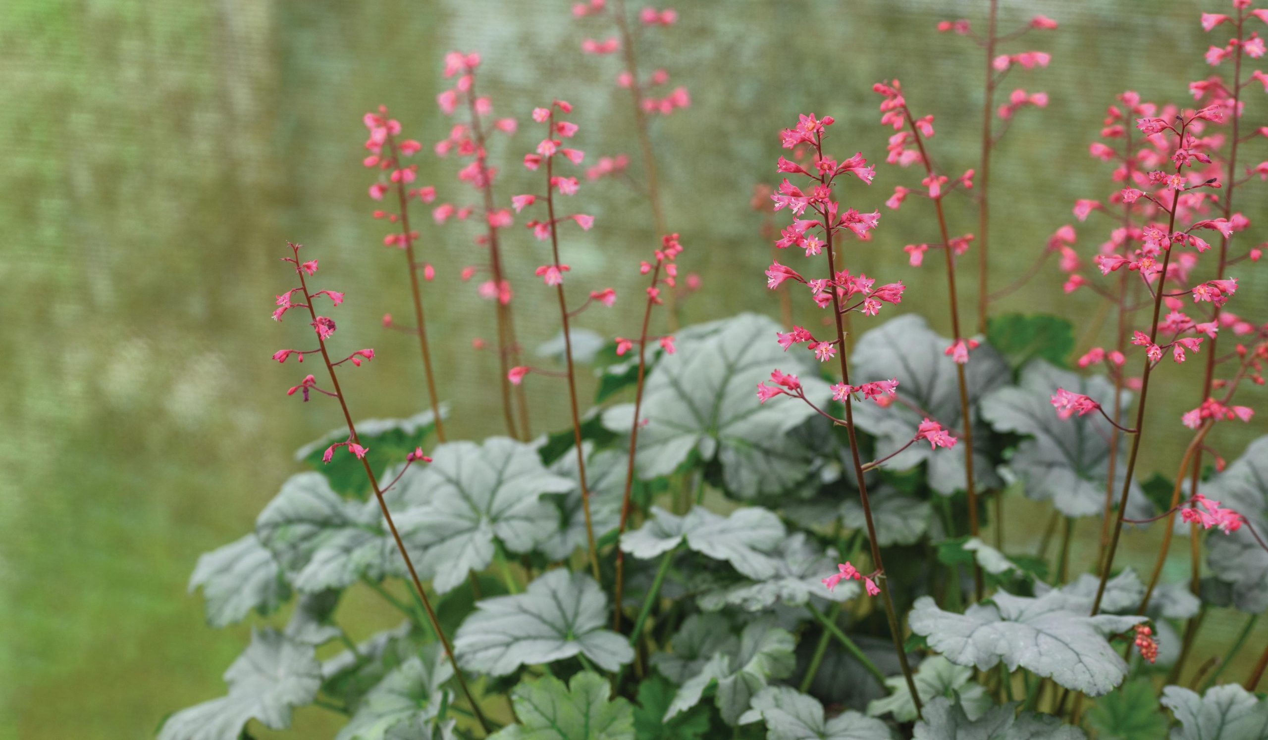 Heuchera Shimmer (= ‘Tnheushi’)