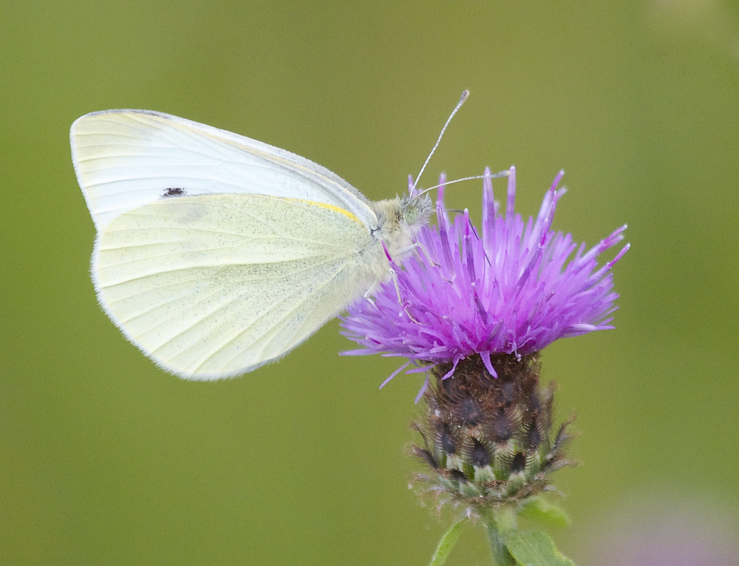 Garden butterflies - Small White butterfly