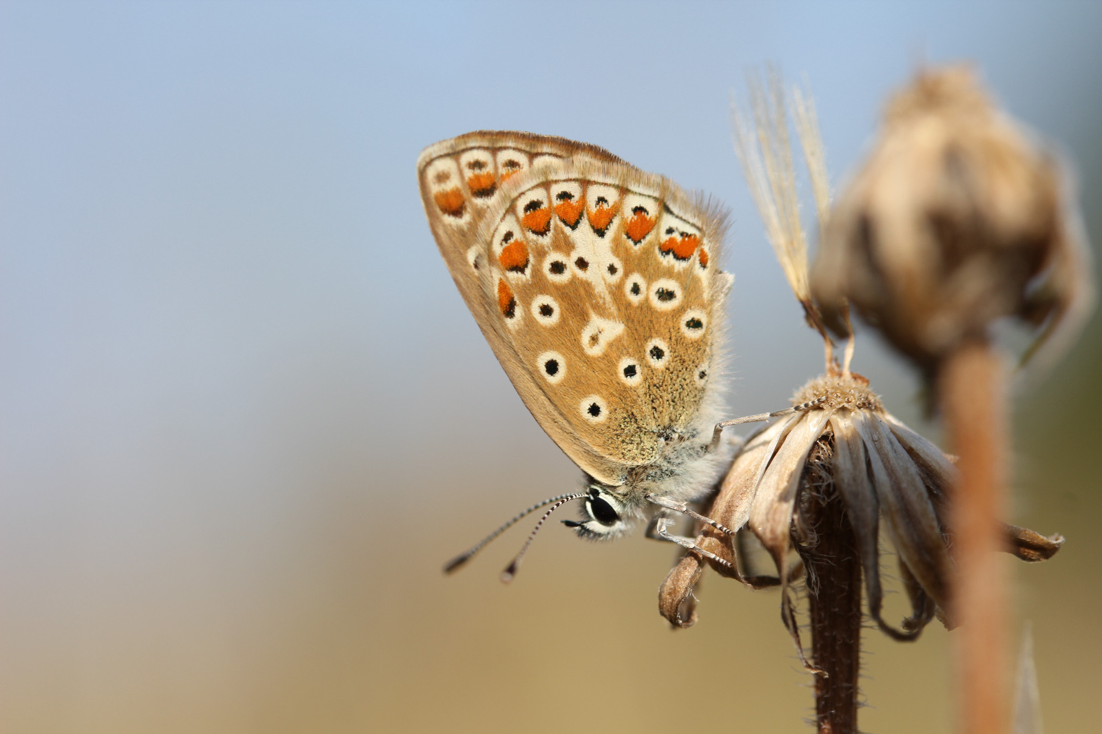 Common Blue butterfly