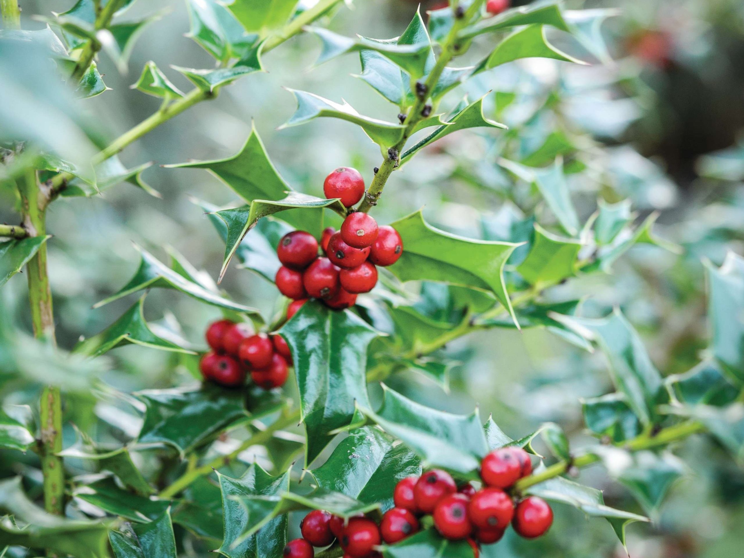 A spiky green leaved plant with berries