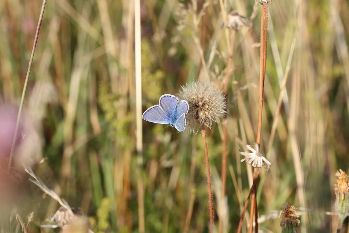 Common Blue butterfly Common Blue butterfly