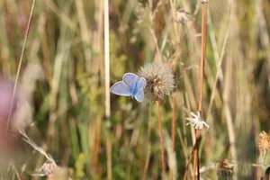 Common Blue butterfly Common Blue butterfly