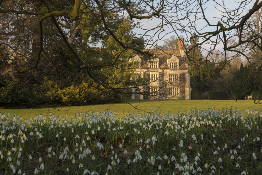 Snowdrops at Anglesey Abbey, Cambridgeshire