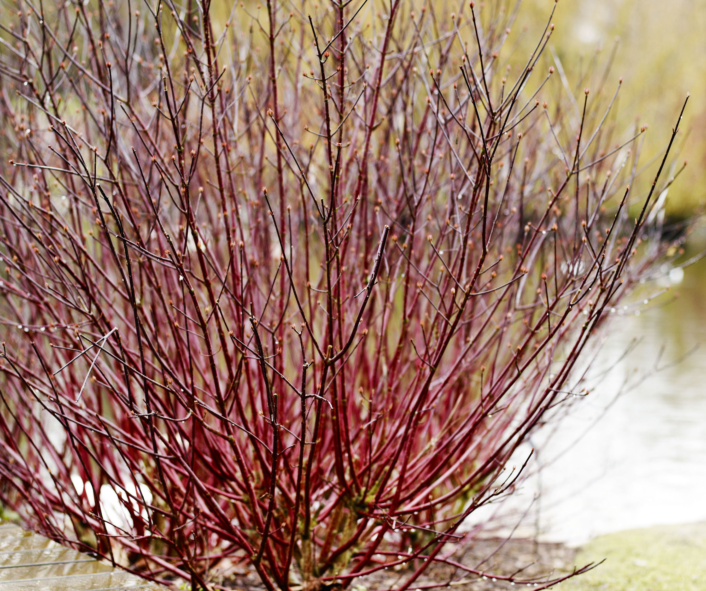Purple plant with woody stems