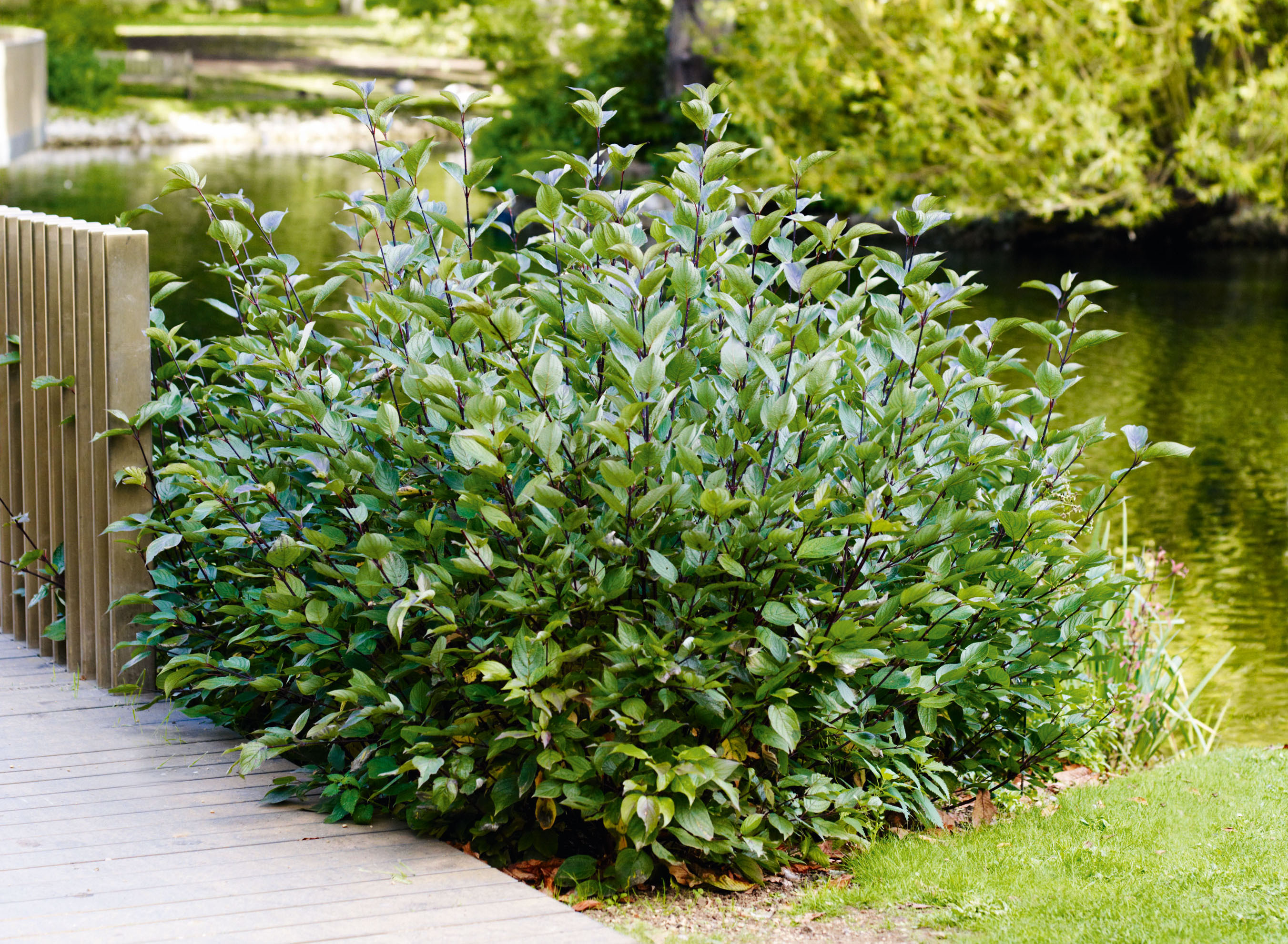 Pruning dogwoods