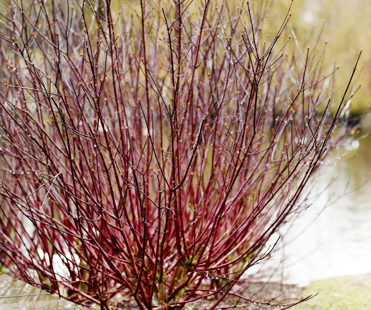 GILLDogwoodnextwinterLAND