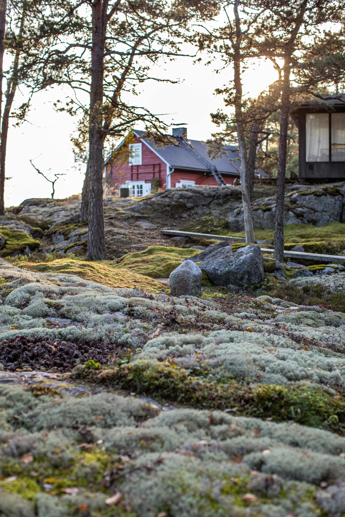 Moss garden by Tom Simons Moss garden by Tom Simons