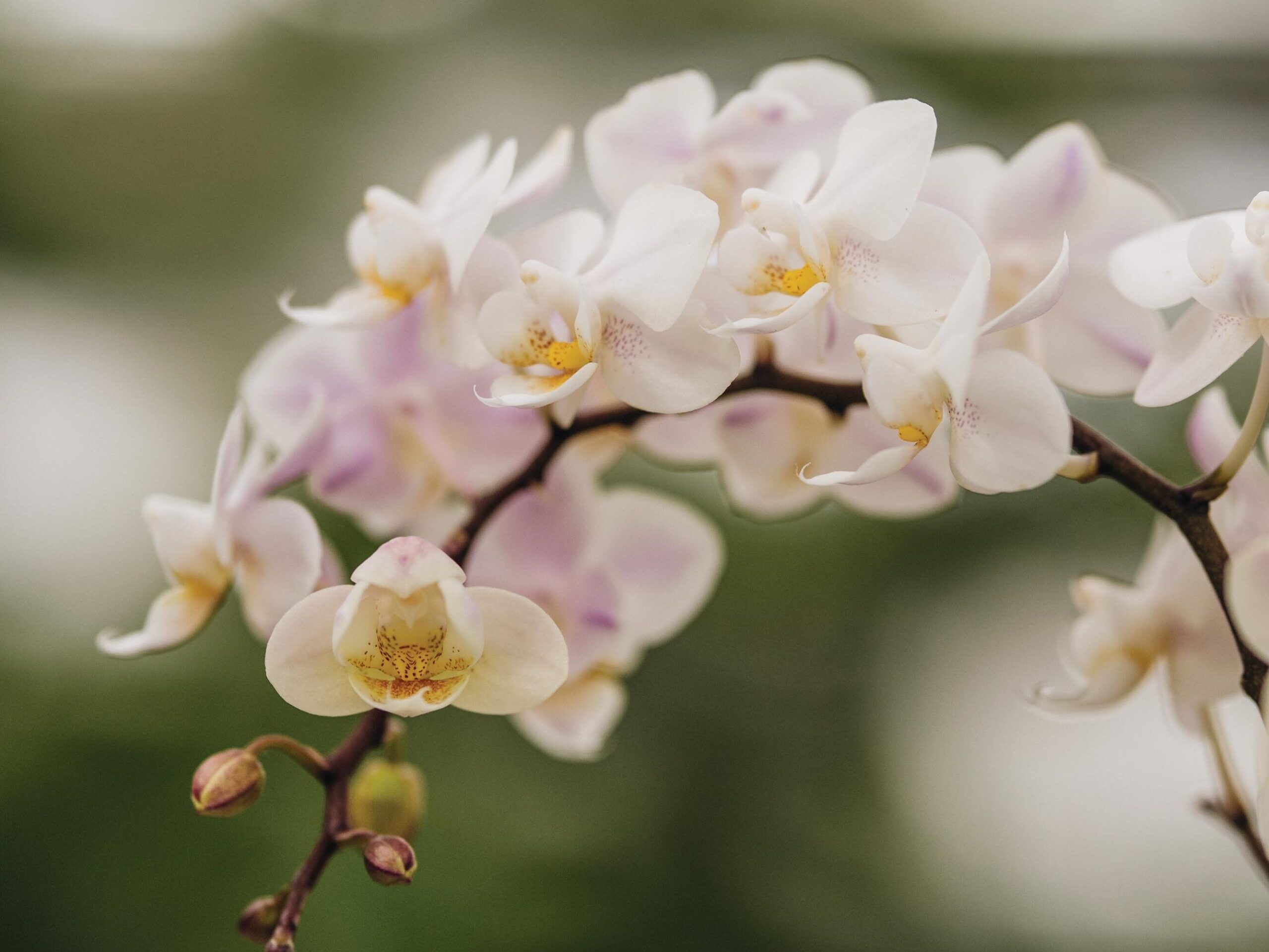 Phalaenopsis New Life moth orchid