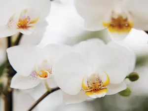 Phalaenopsis Puppy Phalaenopsis Puppy moth orchid