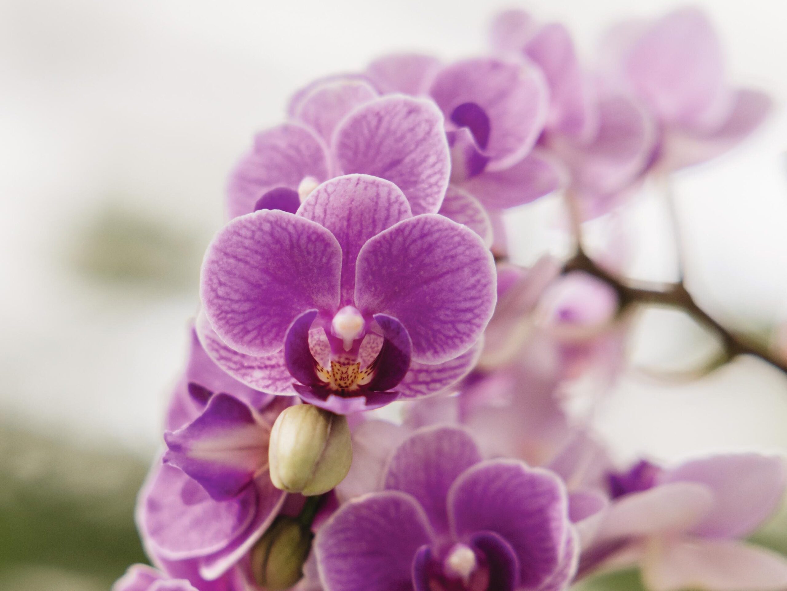 Phalaenopsis Violet Queen
