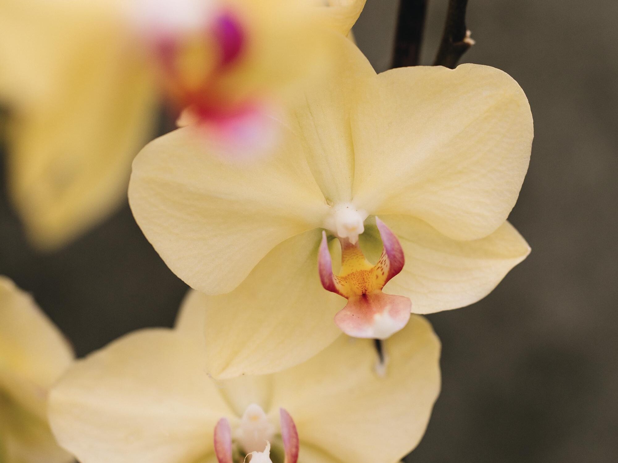 Phalaenopsis Anthura Modena moth orchid