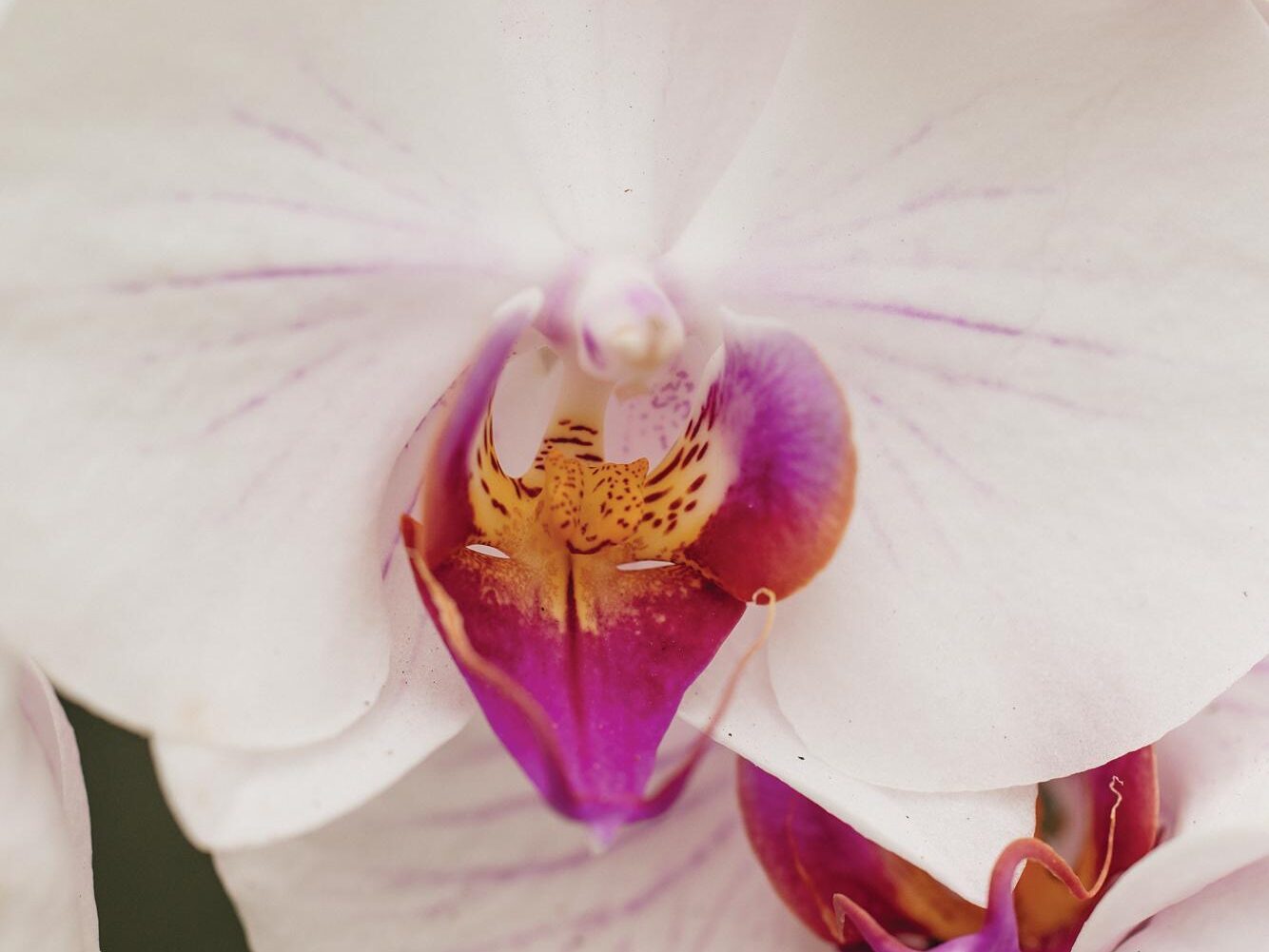 Phalaenopsis Anthura Denver moth orchid